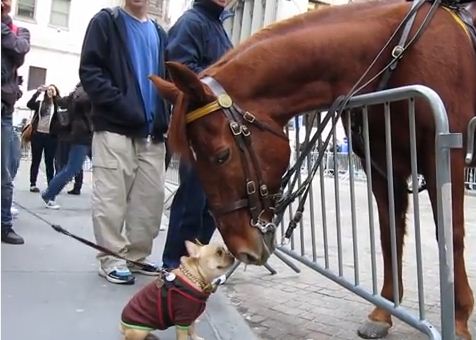 What Happens When A Dog Meets A Police Horse Will Make Your Heart Do Cartwheels