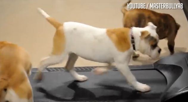 In The Epic Struggle Between Puppies And Treadmills, Who Will Be The Winner?