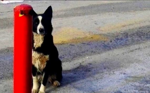 Rescuing the Hot Dog Stand Stray