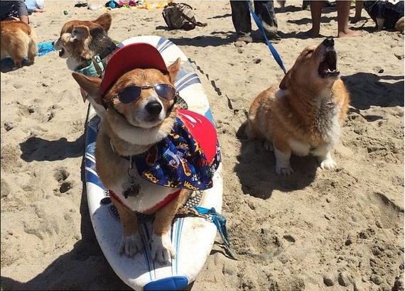 Over 600 Corgis Storm SoCal’s Corgi Beach Day