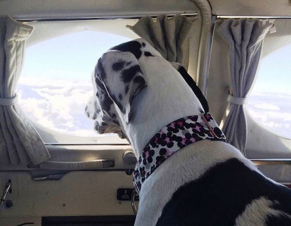 Volunteer Pilots Fly Shelter Dogs To New Homes