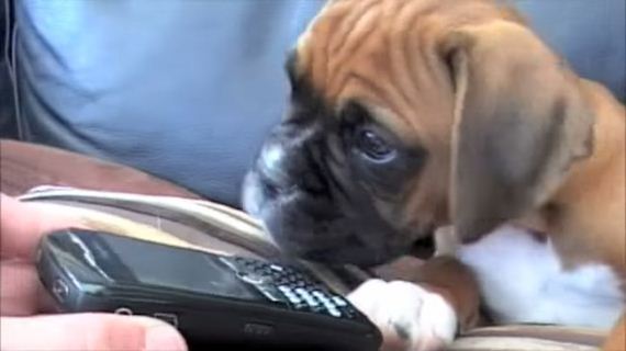 A Tiny Boxer Pup Hears His Mom On Speakerphone And Has The Funniest Reaction