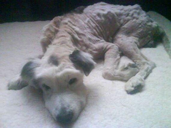 This Rescued Dog Transformation Is So Shocking You Won’t Believe Your Eyes