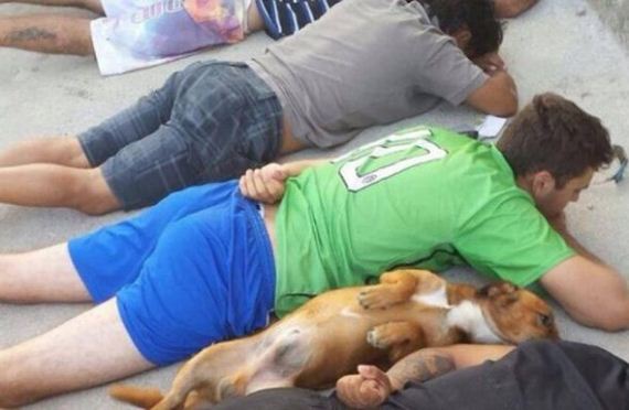 Dog Surrenders to Police as His Owners Are Apprehended
