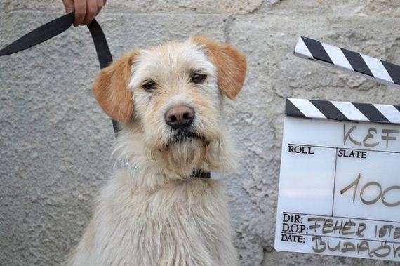 Movie Helps 250 Dogs Find Forever Homes