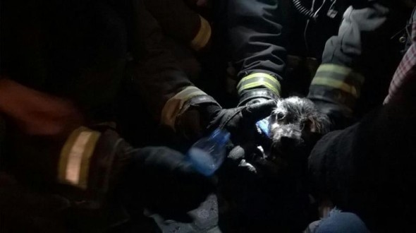 Community Saves 15-year-Old Dog Tossed in Garbage