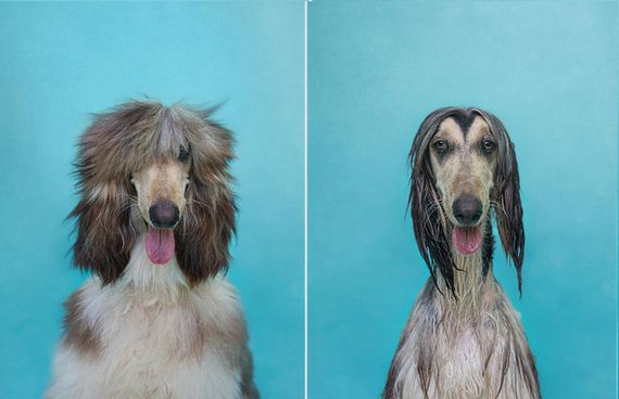 According To These Adorable Dogs, Bath Time Is A Very Emotional Experience