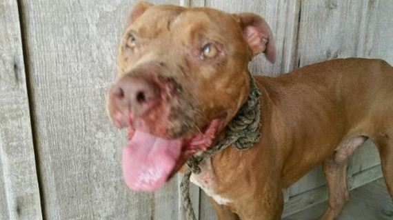 Men Walk Half Mile Through Swamp to Rescue Injured Dog