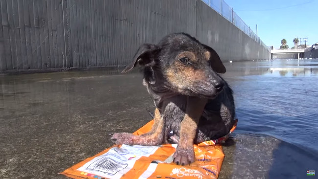 A Wet, Shivering Pup Nearly Died In This Canal – But Watch This Til The Very End