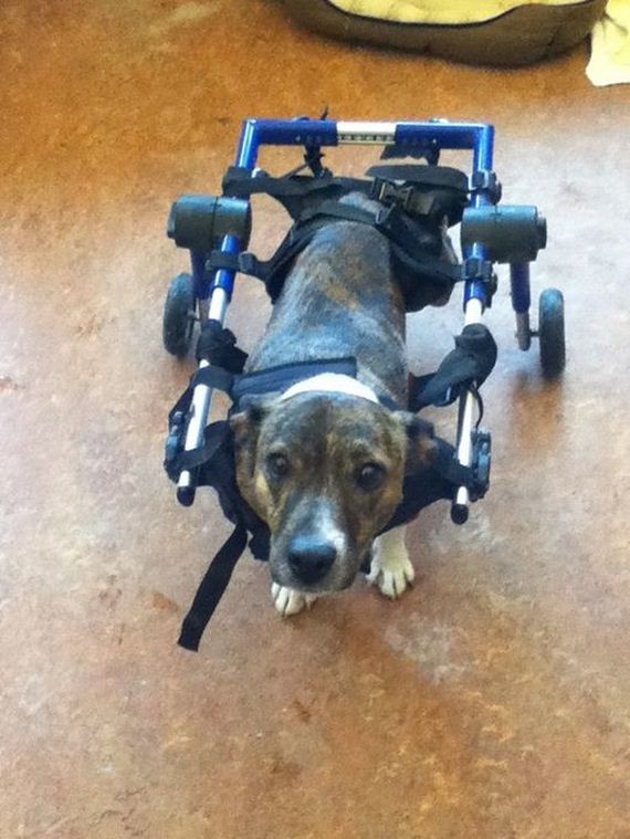 They Didn’t Think He’d Walk Again, But Then This Dog Broke All The Rules