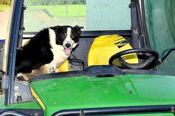Border Collie Steals a Tractor & Hits the Highway
