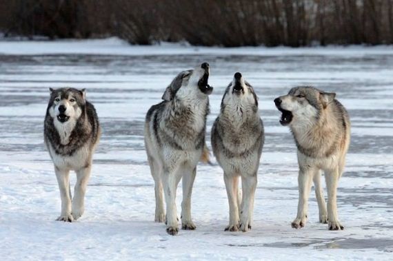 Study Says Wolves Have Better Disposition Than Dogs