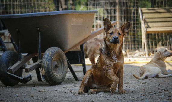 This Victim Of Disgusting Animal Hoarding Has A Story You’ll Fall In Love With