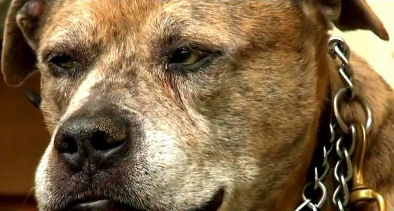 Brave Dog Stops Murderer from Killing His Family