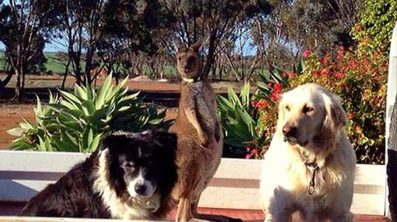 This Kangaroo Is Just One of the Dogs