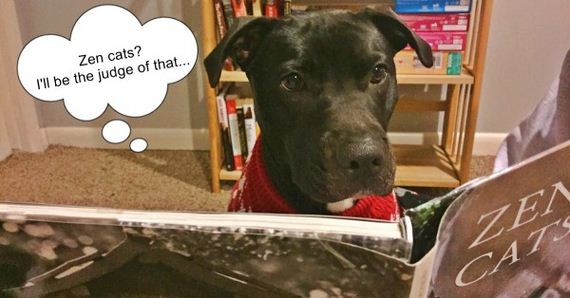 Did You Know That 99.9% Of Dogs Can’t Read? Meet One Dog That Can…