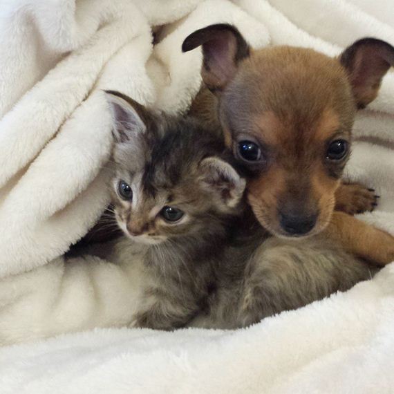 2 Unwanted Shelter Animals Created Their Own Family That’ll Melt Your Heart