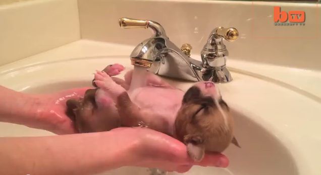 Rescued Puppy Enjoys First Bath Ever