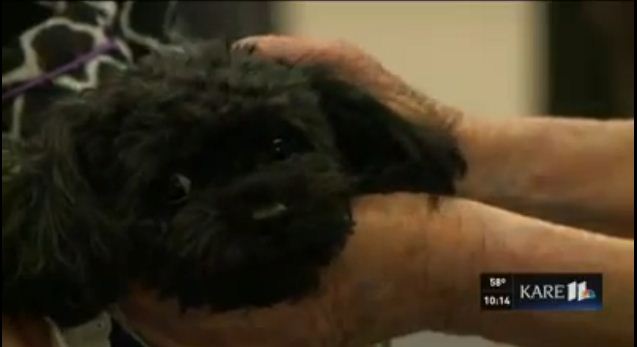 This Dog Is A Real Life Angel To Those In This Nursing Home