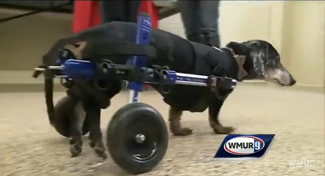 Elderly Stray Dog Receives Wheelchair For Paralyzed Legs And Can Finally Move Again