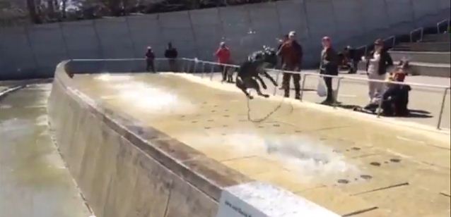 The Reaction This Dog Has To A Water Fountain Will Have You Laughing SO Hard