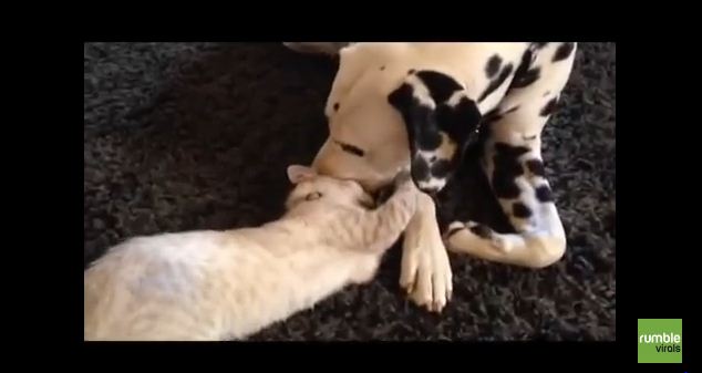 Clever Dog Outsmarts Feisty Kitten During Playdate