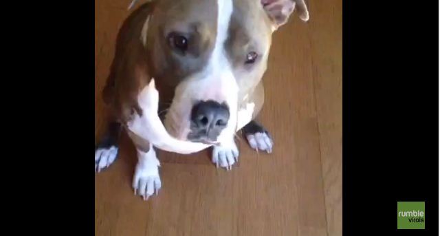 Nice Try, But This Smart Pit Bull Isn’t Having Any Of His Owner’s Treat Trickery