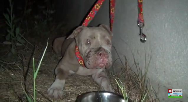 This PitBull Was Used As A Bait Dog. Wait ‘Till You See What Happens When She’s Rescued.