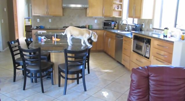 When Her Owners Leave, This Beagle Gets To Work – Wait Till You See What She Gets Into!