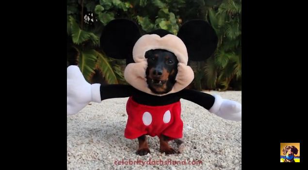 Cute Dog Can Take Mickey Mouse’s Job