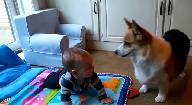 After Meeting His Family’s Tiniest Human, This Corgi Had The Sweetest Reaction