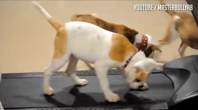 In The Epic Struggle Between Puppies And Treadmills, Who Will Be The Winner?