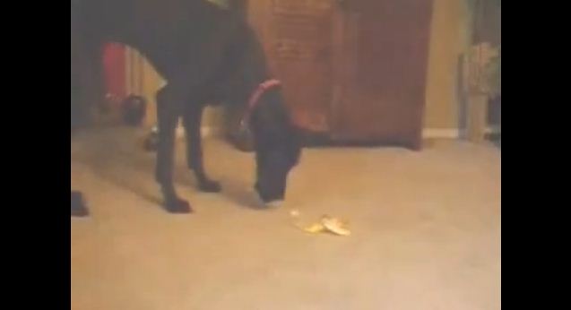 What Sends This Giant Dog Running Scared Is Hysterical – Such A Scaredy Cat!