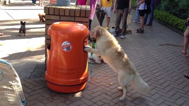 This Dog Is Saving the Earth, One Piece of Trash at a Time