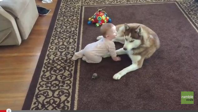 Husky Showers Baby With Kisses During Adorable Play Session