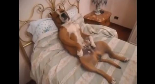 This Dog Was Not Allowed On The Bed, Then They Found Him Doing This