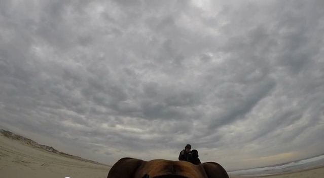 Guy Straps GoPro To His Dog To Secretly Film His Proposal