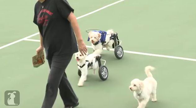 Handicaped Triplet Puppies Make One Of The Most Incredible Transformations We Have Ever Seen
