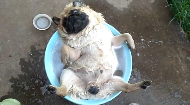 This Dog Might Love Baths More Than Anyone Else Ever