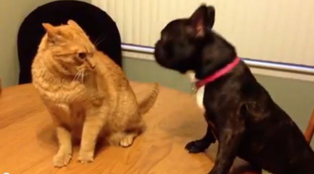 Dogs Playing With Their Kitty Siblings