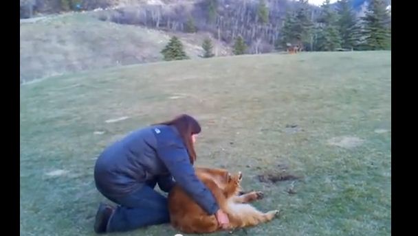 This Dog Absolutely Does Not Want To Leave This Dog Park