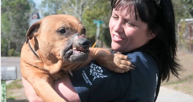 Meet Sam, The Rescued Dog Without A Face