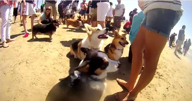 When These 500 Corgis Hung Out On The Beach, For A Moment All Was Right In The World