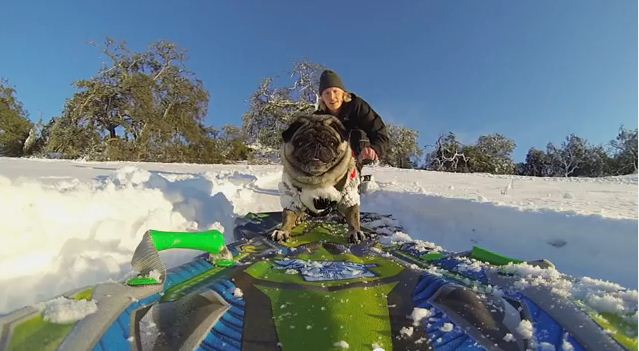 This Pug Loves To Snowboard Like No Other