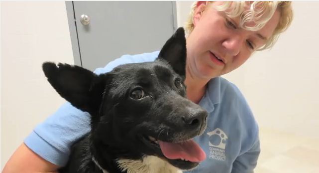 Abused Rescue Dog Experiences A Loving Home For The First Time On Camera