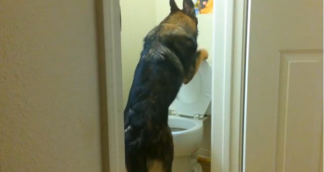This German Shepherd Might Have Better Bathroom Manners Than Anyone You Know