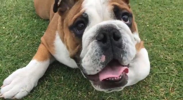This British Bulldog Loves To Play Fetch But Hasn’t Quite Figured Out How To Stop