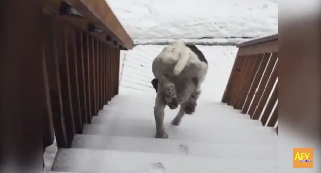 This Dog REALLY Hated Winter