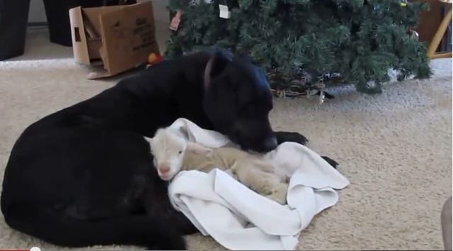 This Lamb Was Abandoned By Its Mother…But Was Taken In By The Cutest Surrogate