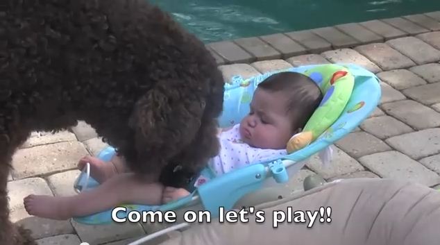 He Just Wants His New Tiny Human Friends To Play Fetch…And He Won’t Give Up!